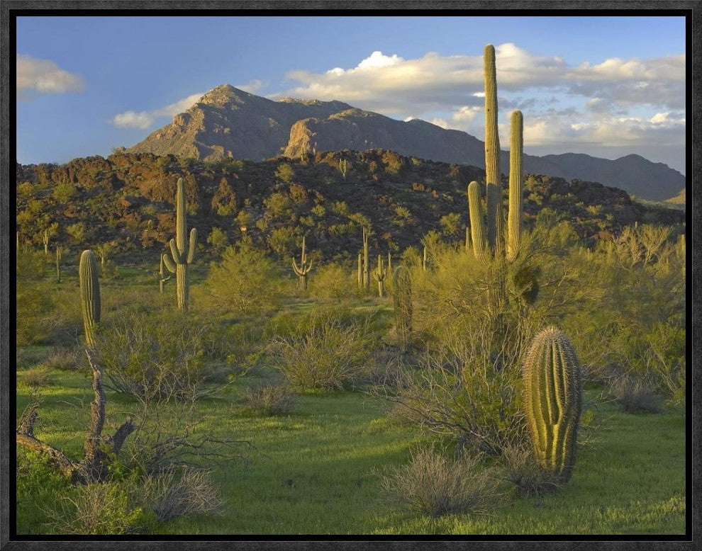 Saguaro Picacho Mountains, Picacho Peak State Park, Arizona, 16"x12"