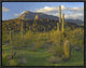 Saguaro Picacho Mountains, Picacho Peak State Park, Arizona, 16"x12"
