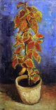 Vincent Van Gogh Coleus Plant in a Flower Pot, 15"x30" Wall Decal
