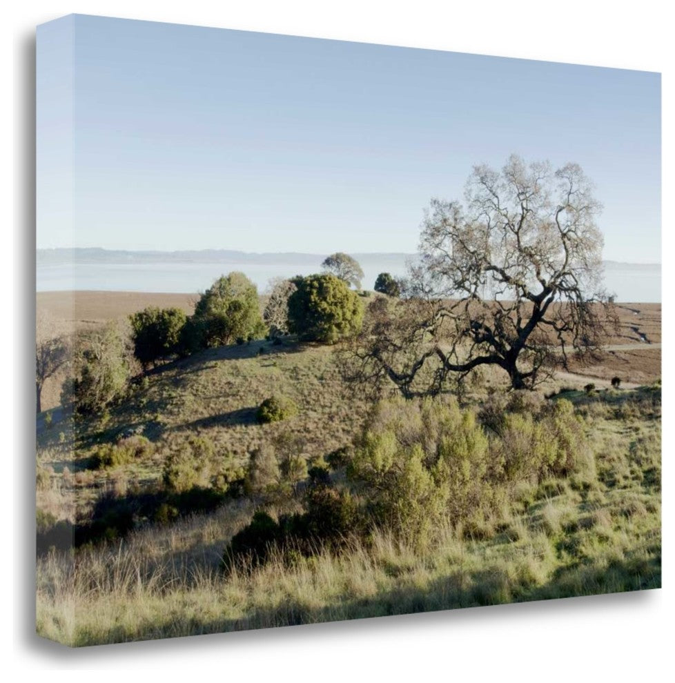 "Oak Tree - 38" By Alan Blaustein, Giclee Print on Gallery Wrap Canvas