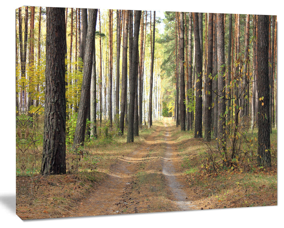 Pathway in Autumn Pine Forest, Modern Forest Canvas Art, 20"x12"