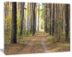 Pathway in Autumn Pine Forest, Modern Forest Canvas Art, 20"x12"