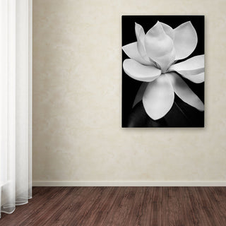 'Magnolia' Canvas Art by Michael Harrison
