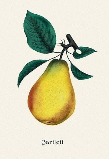 Bartlett Pear- Canvas Poster 20" x 30"