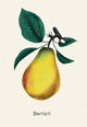 Bartlett Pear- Canvas Poster 20" x 30"