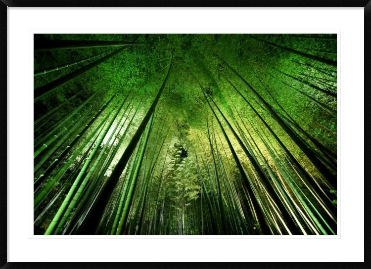 "Bamboo Night" Framed Digital Print by Takeshi Marumoto, 44x32"