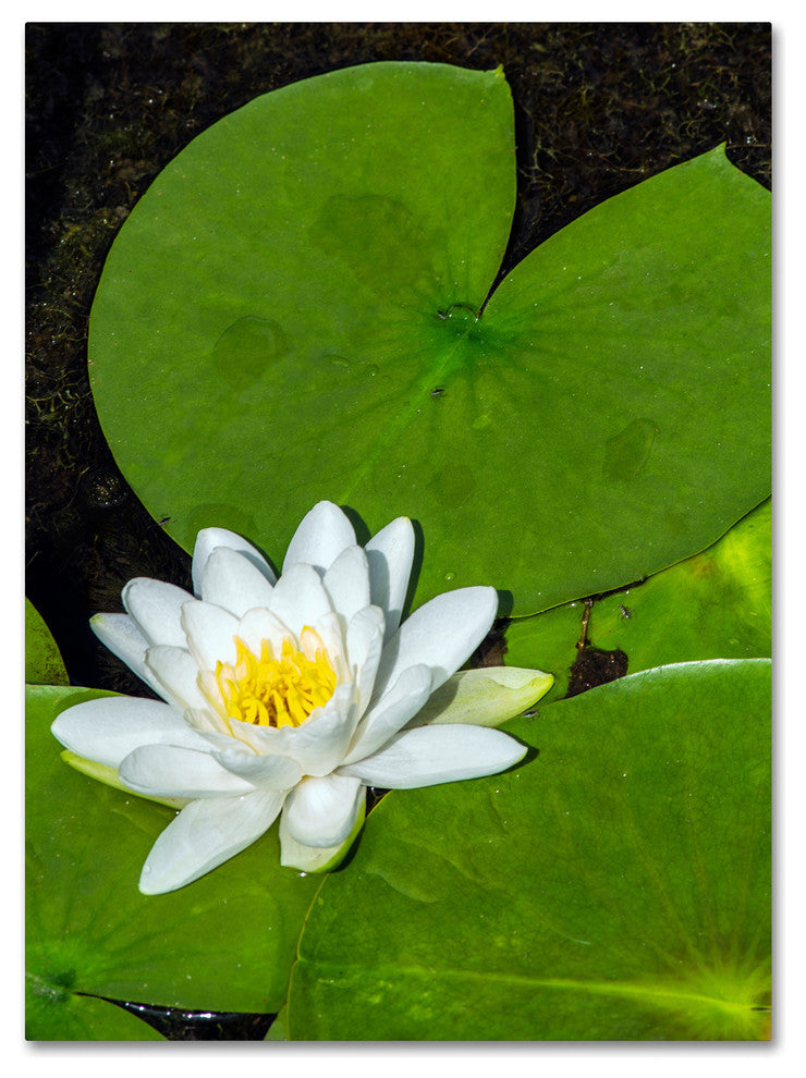 Kurt Shaffer 'White Lotus' Canvas Art, 24"x18"