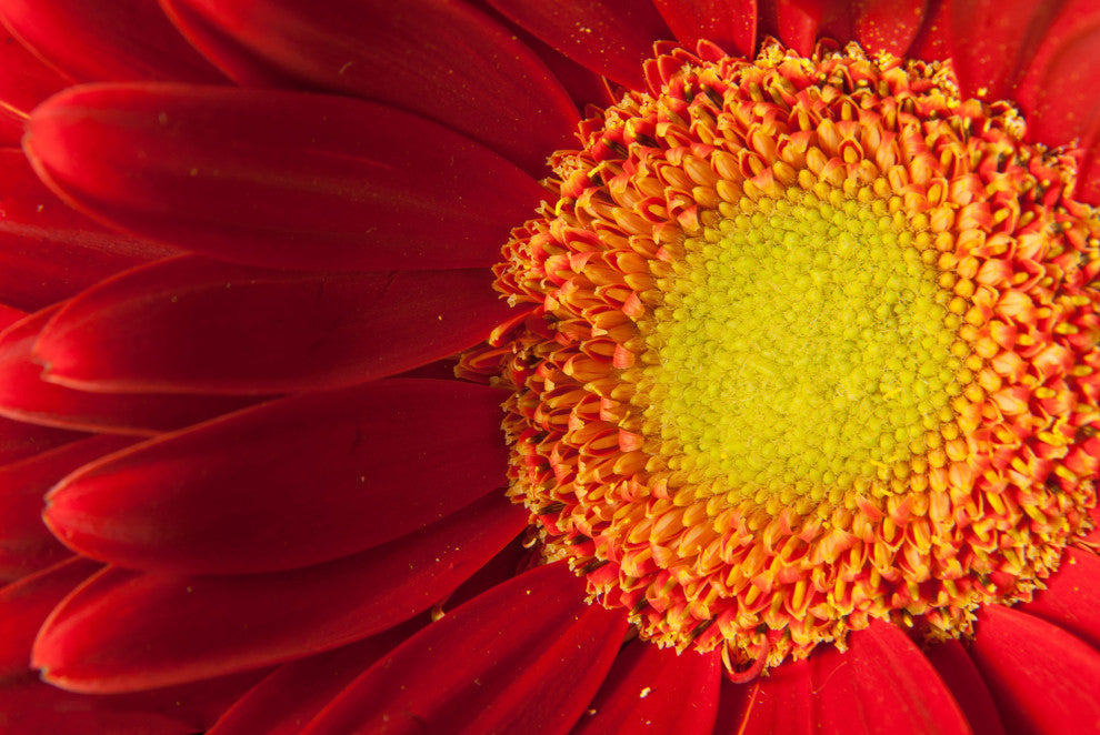Nature's Beauty Nature Photography, Floral Unframed Wall Art Print, 11" X 14"