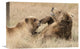 "Grizzly Bear Mother And Cub Playing, Katmai National Park, Alaska" Artwork