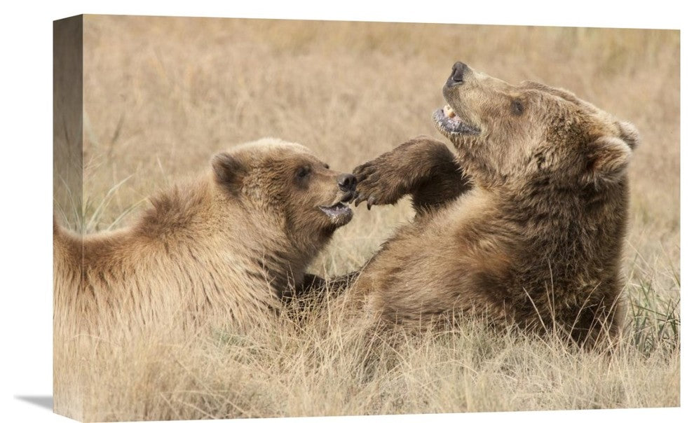 "Grizzly Bear Mother And Cub Playing, Katmai National Park, Alaska" Artwork