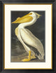 "American White Pelican" Framed Digital Print by John James Audubon, 26"x34"