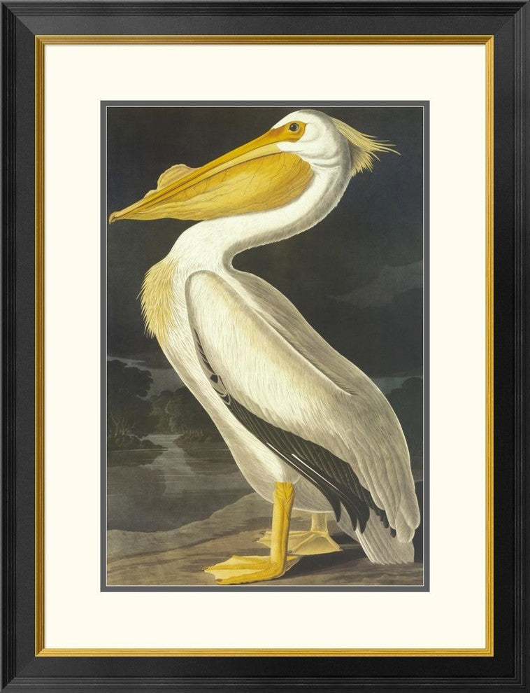 "American White Pelican" Framed Digital Print by John James Audubon, 26"x34"