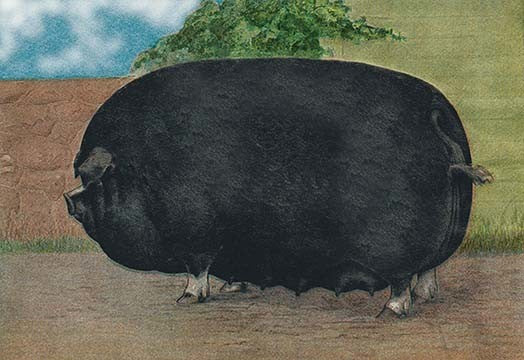 Champion Sow - Gallery Wrapped Canvas Art 28" x 42"