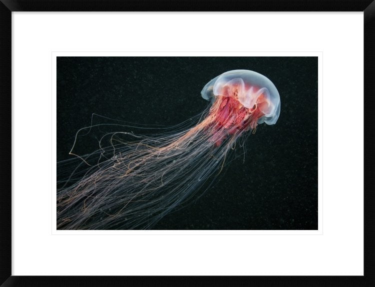 "Longtail" Framed Digital Print by Alexander Semenov, 26"x20"