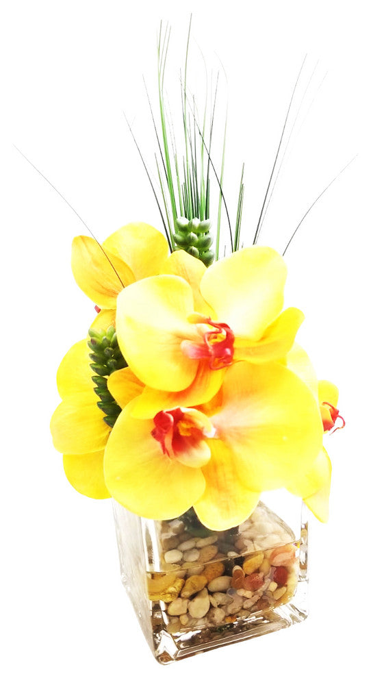 Phalaenopsis Orchid With Succulents in 4" Cube Vase, Yellow