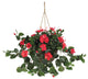 Hibiscus Hanging Basket