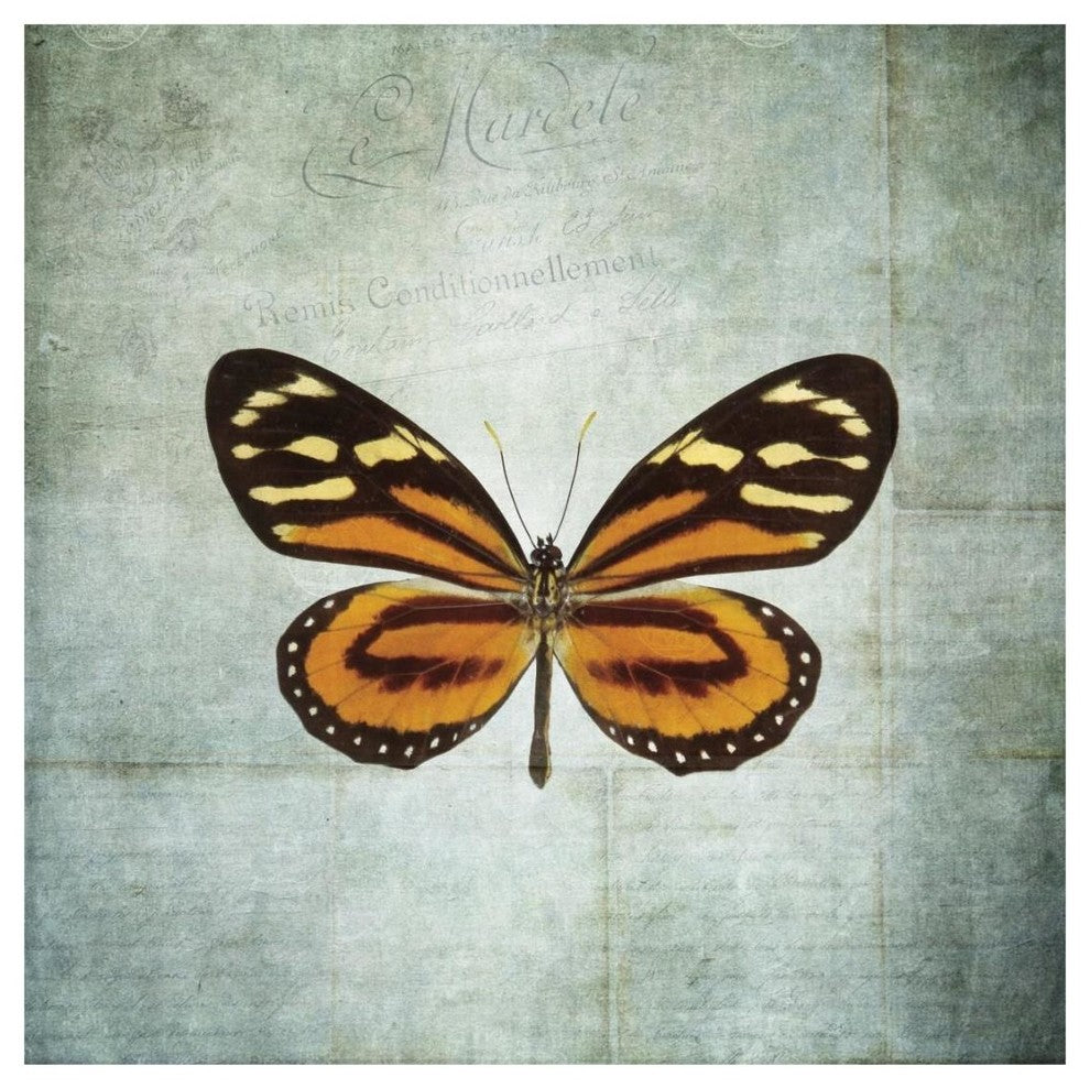 "French Butterfly VIII" Digital Paper Print by Debra Van Swearingen, 20"x20"