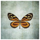 "French Butterfly VIII" Digital Paper Print by Debra Van Swearingen, 20"x20"