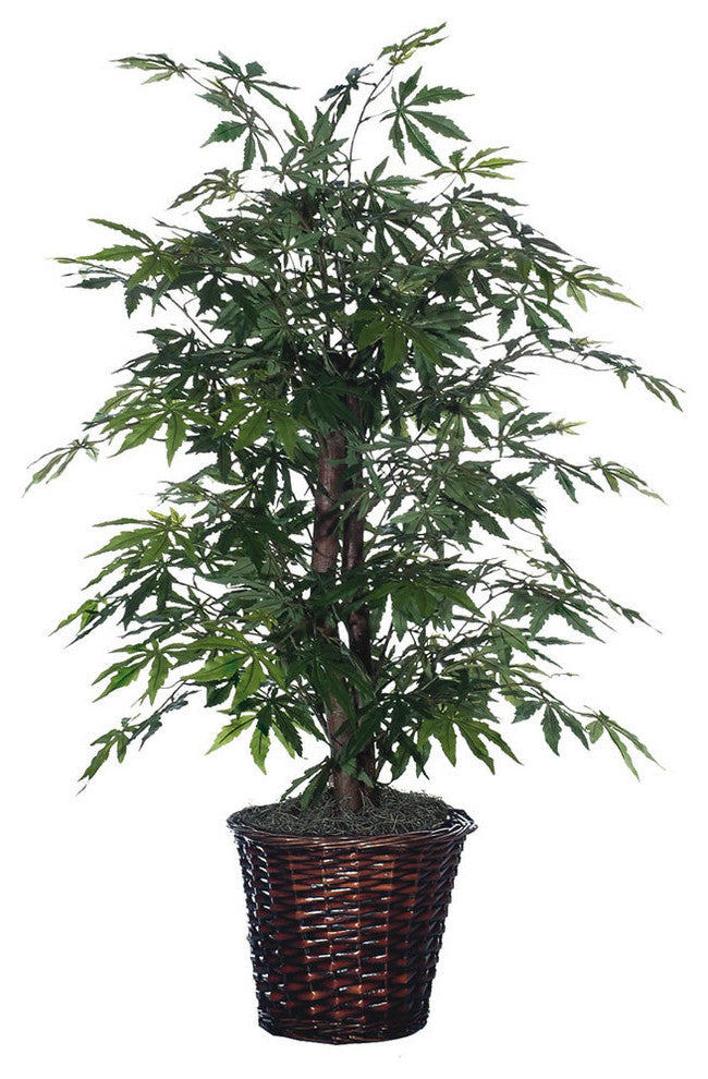 Full view of the entire potted maple plant on a white background; front-facing, no text overlays.