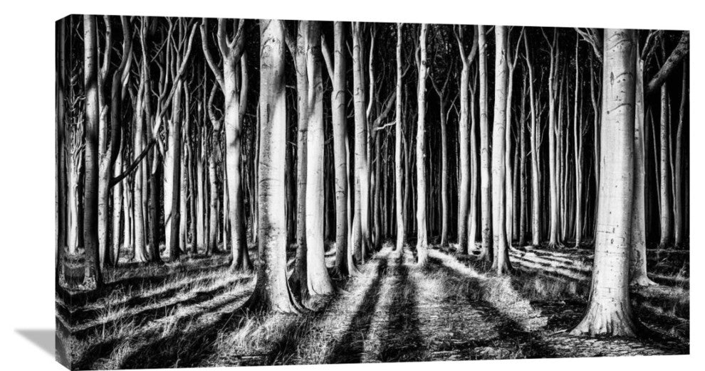 "Ghost Forest" Stretched Canvas Giclee by Pixxelpark, 36x20"