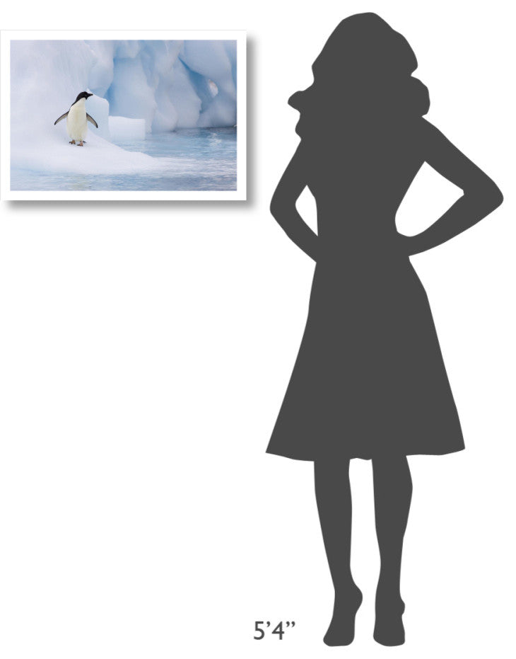 "Adelie Penguin on melting iceberg, Paulet Island" Paper Art, 26"x18"