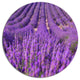 Beautiful Fragrant Lavender Fields, Floral Disc Metal Wall Art, 36"