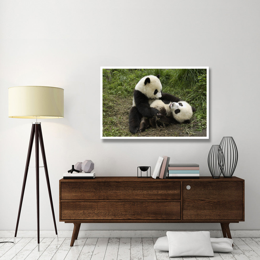 "Giant Panda cubs playing, Wolong Nature Reserve, China" Paper Art, 50"x34"