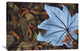 "Cecropia Leaf Atop Lobster Claw Petals, Mesoamerica" Artwork