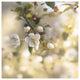 "Blush Blossoms I Square Pastel" Digital Paper Print by Sue Schlabach, 32"x32"
