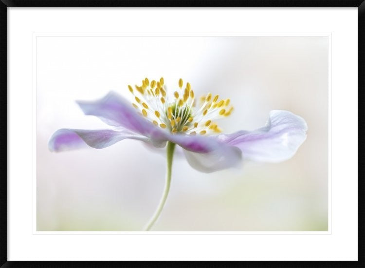 "Wood Anemone" Framed Digital Print by Mandy Disher, 38"x28"