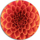 Brown Flower With Dense Petals, Floral Photo Disc Metal Wall Art, 11"