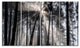 "Sunbeams through Black White Forest" Forest Wall Artwork Print, 4 Panels