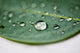 "Drops of Danielle, Two" Canvas, 20"x30"