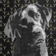 "Lab" Fine Art Giant Canvas Print, 54"x54"
