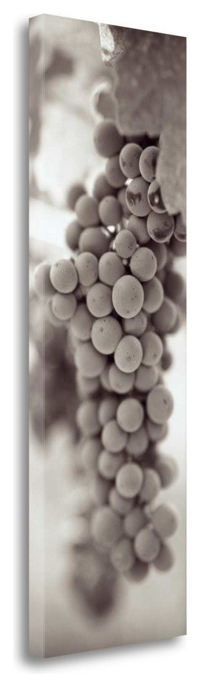 "Grapes Pano - 3" By Alan Blaustein, Giclee Print on Gallery Wrap Canvas