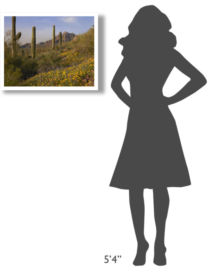 "Saguaro cacti and California Poppy field at Picacho Peak SP" Paper Art, 26"x20"