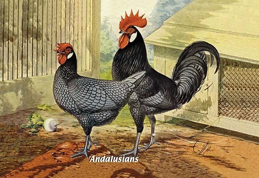 Andalusians (Chickens)- Fine Art Giclee Print 24" x 36"