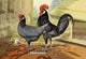 Andalusians (Chickens)- Fine Art Giclee Print 24" x 36"