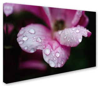 PIPA Fine Art 'Raindrops on Wild Rose Color' Canvas Art, 19x12