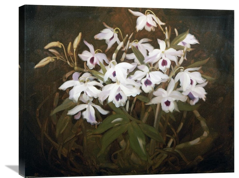 "Dinrobium Orchids" Stretched Canvas Giclee by James Stuart Park, 30"x24"