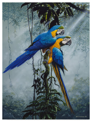 Harro Maass 'Blue And Yellow Macaws 2' Canvas Art, 24"x18"
