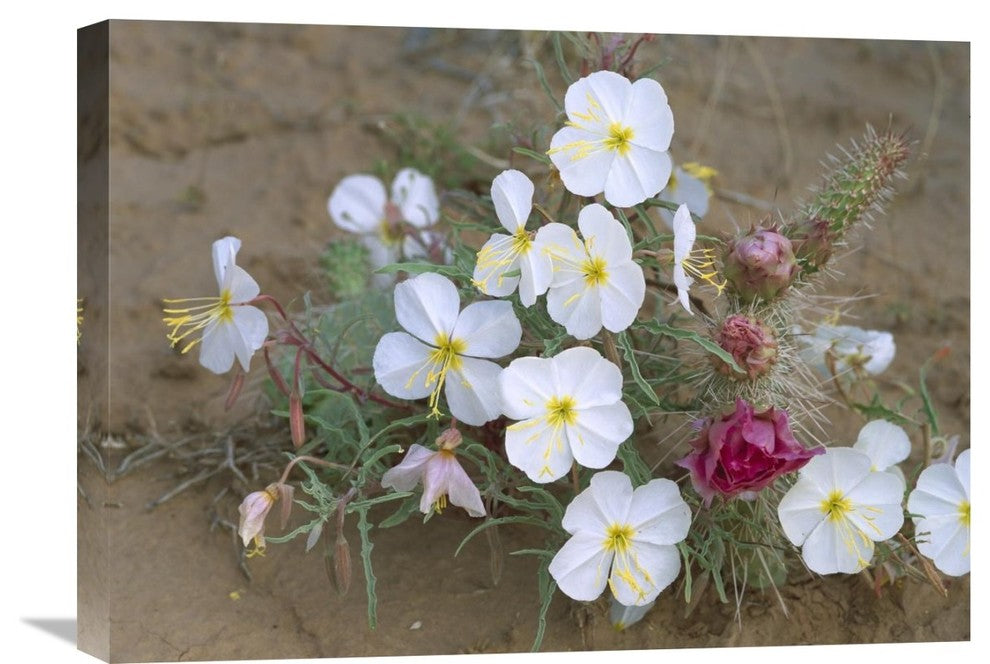 "Evening Primrose With Grizzly Bear Cactus , North America" Artwork, 24" x 18"