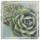 "Succulents II" Digital Paper Print by Wellington Studio, 20"x20"