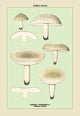 Edible Fungi: Greenish Russula - Canvas Poster 20" x 30"