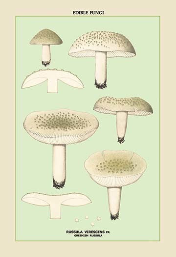 Edible Fungi: Greenish Russula - Canvas Poster 20" x 30"