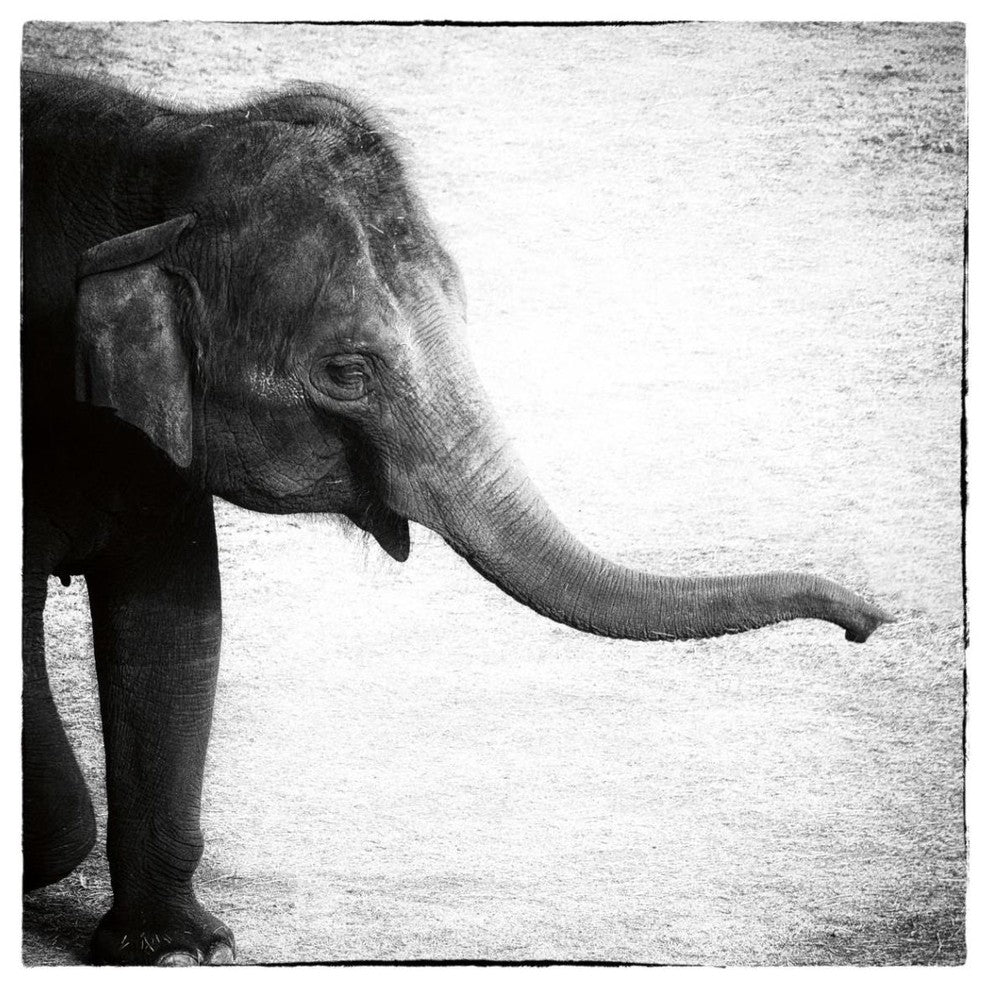 "Elephant II" Digital Paper Print by Debra Van Swearingen, 42"x42"