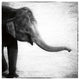 "Elephant II" Digital Paper Print by Debra Van Swearingen, 42"x42"