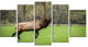 Trophy Bull Elk in Green Grassland, Animal Canvas Artwork, 60"x32", 5 Panels