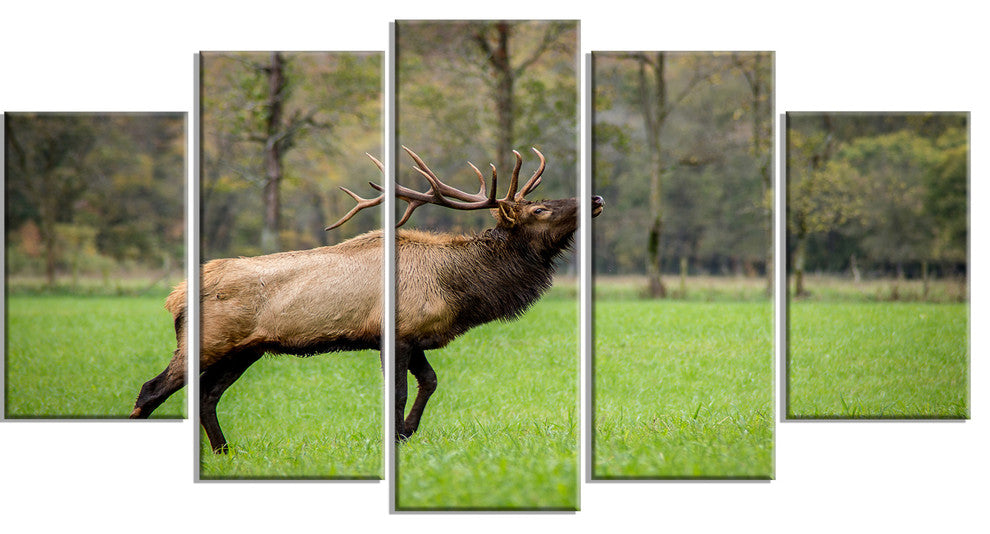 Trophy Bull Elk in Green Grassland, Animal Canvas Artwork, 60"x32", 5 Panels