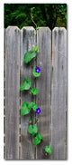 ''Morning Glory Fence 2'' Canvas Art by Kurt Shaffer